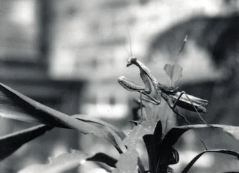 Mantis, 1915